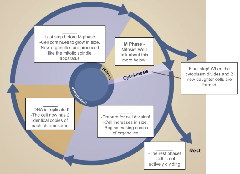 Steps of the Cell Cycle